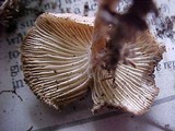 Clitocybe tarda image