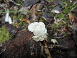 Resinomycena rhododendri image