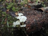 Resinomycena rhododendri image