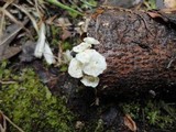 Resinomycena rhododendri image