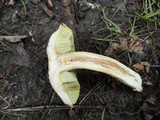 Boletus subglabripes image