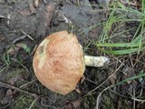 Boletus subglabripes image
