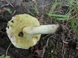 Boletus subglabripes image