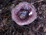 Russula cyanoxantha image