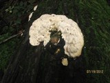 Trametes gibbosa image