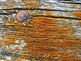 Caloplaca microphyllina image