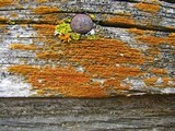 Caloplaca microphyllina image