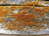 Caloplaca microphyllina image
