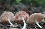 Entoloma sericellum image