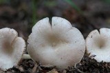 Entoloma sericellum image