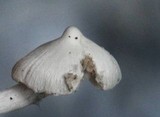 Inocybe geophylla image