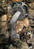 Tylopilus griseocarneus image