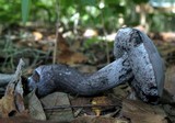 Tylopilus griseocarneus image