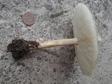 Melanoleuca alboflavida image