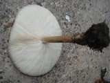 Melanoleuca alboflavida image