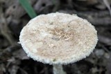 Amanita daucipes image