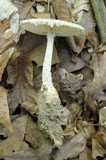 Amanita daucipes image