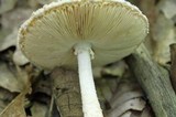 Amanita daucipes image