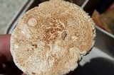 Amanita daucipes image