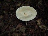 Melanoleuca alboflavida image