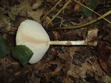 Melanoleuca alboflavida image