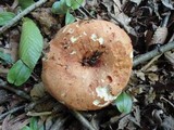 Russula compacta image