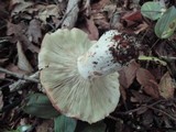 Russula compacta image