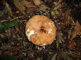 Russula compacta image