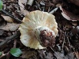 Russula compacta image