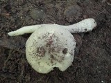 Amanita onusta image
