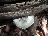 Amanita onusta image