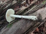 Amanita onusta image