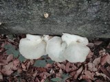 Pleurotus pulmonarius image