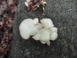 Pleurotus pulmonarius image