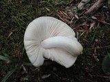Pluteus petasatus image
