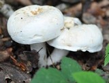 Lactarius piperatus image