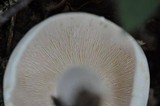 Lactarius piperatus image