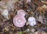 Mycena rosea image