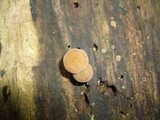 Simocybe centunculus var. centunculus image