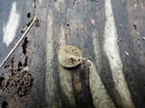 Simocybe centunculus var. centunculus image