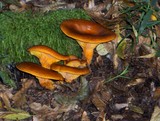 Omphalotus olearius image