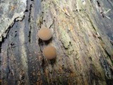 Simocybe centunculus var. centunculus image