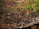 Xylobolus frustulatus image