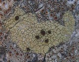 Pyrrhospora quernea image