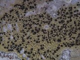 Pyrrhospora quernea image