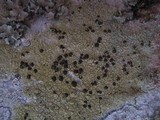 Pyrrhospora quernea image