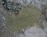 Pyrrhospora quernea image