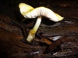 Volvariella bombycina var. flaviceps image