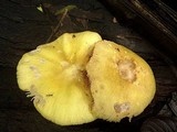 Volvariella bombycina image