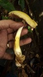 Volvariella bombycina var. flaviceps image